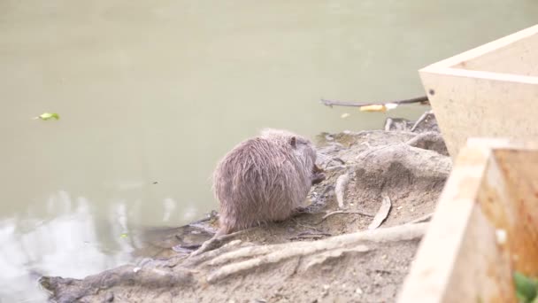 Симпатичный пушистый койпус, речная крыса, нутрия, ест хлеб на берегу реки. 4k, крупный план, замедленная съемка — стоковое видео