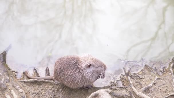 Lindo coypus esponjoso salvaje, rata de río, nutria, come pan en la orilla del río. 4k, primer plano, cámara lenta — Vídeo de stock