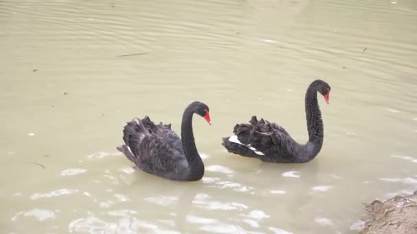 2 つの黒い白鳥は湖で浮かぶ。黒い白鳥のカップルが大好きです。美しい野生動物の概念。クローズ アップ、4 k、スローモーション — ストック動画