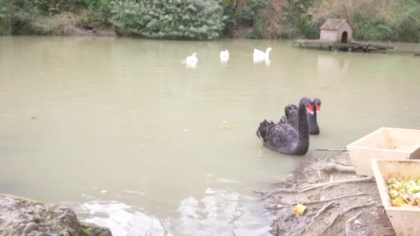 Искусственный пруд с черными лебедями и гусями, с домом на воде. 4k, slow motion — стоковое видео
