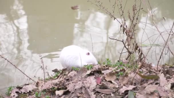 Lindo coypus esponjoso salvaje, rata de río, nutria, come pan en la orilla del río. 4k, primer plano, cámara lenta. coypus blanco — Vídeos de Stock