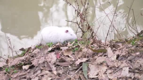 かわいい野生ふわふわあります、川のラット、ヌートリア、川の土手にパンを食べる。4 k、クローズ アップ、スローモーション。ホワイトあります。 — ストック動画