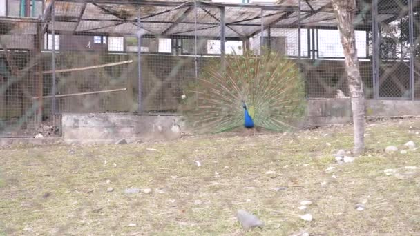 Mooie dansende peacock. volière met pauwen in het seizoen van de paring van vogels. Pauwen verspreiden hun staarten. Kijk door het hek. 4k, slow-motion. — Stockvideo