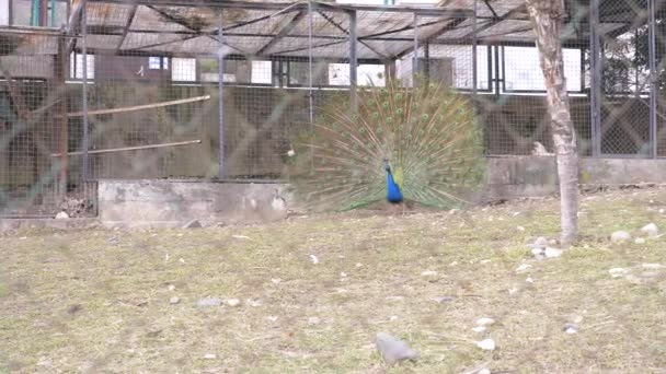 美しいダンスの孔雀。鳥の交尾の季節の中で孔雀と鳥小屋。孔雀の尾を広げたフェンスを表示します。4 k、スローモーション. — ストック動画