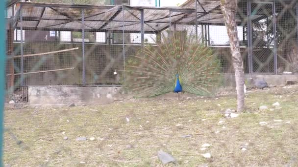 Mooie dansende peacock. volière met pauwen in het seizoen van de paring van vogels. Pauwen verspreiden hun staarten. Kijk door het hek. 4k, slow-motion. — Stockvideo