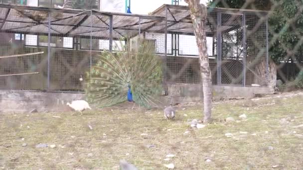 美しいダンスの孔雀。鳥の交尾の季節の中で孔雀と鳥小屋。孔雀の尾を広げたフェンスを表示します。4 k、スローモーション. — ストック動画