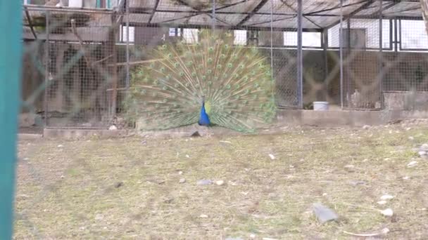 Beautiful dancing peacock. aviary with peacocks in the season of mating birds. Peacocks spread their tails. view through the fence. 4k, slow motion. — Stock Video