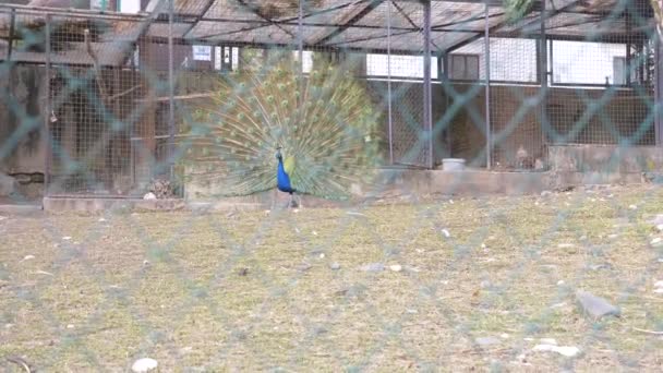 Sotsji, maart 2018. Arboretum. mooie dansende peacock. volière met pauwen in het seizoen van de paring van vogels. Pauwen verspreiden hun staarten. Kijk door het hek. 4k, slow-motion. — Stockvideo