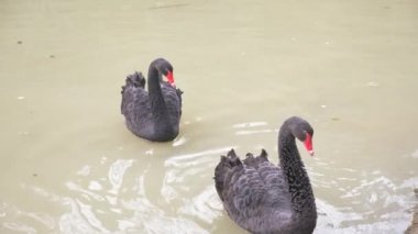 İki siyah kuğular gölde yüzer. Çift siyah kuğu tr. Güzel yaban hayatı kavramı. yakın çekim, 4k, ağır çekim