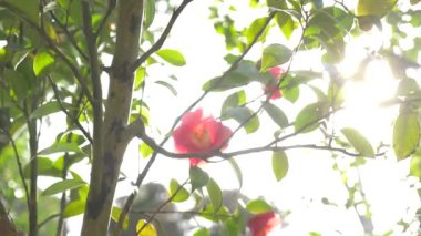 Güzel Hibiscus rosa-sinensis Çiçek Bahçe rüzgarda. Güneş parlamayı. 4k, ağır çekim