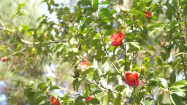 Güzel Hibiscus rosa-sinensis Çiçek Bahçe rüzgarda. Güneş parlamayı. 4k, ağır çekim