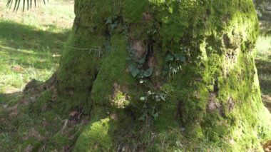 Kökleri ve Tekstürlü bir yaz ormandaki yeşil yosun ile büyümüş bir zengin güzel, kocaman bir ağaç gövdesine. 4k, ağır çekim