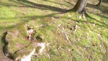 Kökleri ve Tekstürlü bir yaz ormandaki yeşil yosun ile büyümüş bir zengin güzel, kocaman bir ağaç gövdesine. 4k, ağır çekim