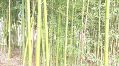 Bambu ağaçları bir bambu Grove'da. 4k, ağır çekim