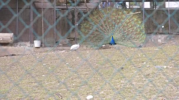 Schöner tanzender Pfau. Voliere mit Pfauen in der Paarungszeit. Pfauen spreizen ihre Schwänze. Blick durch den Zaun. 4k, Zeitlupe. — Stockvideo