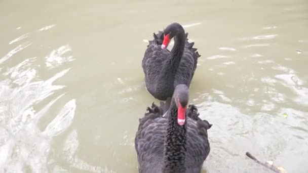 Dvě černé labutě plovoucí v jezeře. Láska pár černých labutí. Koncept krásné přírody. detail, 4k, pomalý pohyb — Stock video