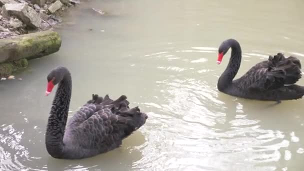 2 つの黒い白鳥は湖で浮かぶ。黒い白鳥のカップルが大好きです。美しい野生動物の概念。クローズ アップ、4 k、スローモーション — ストック動画