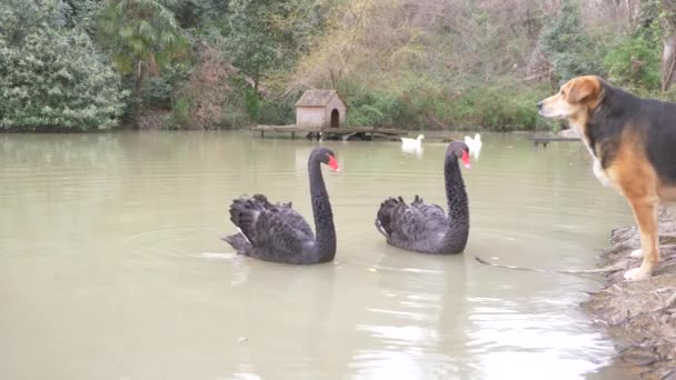 Два чорні лебеді плавають в озері. пара чорних лебедів захищають свій ставок від собаки, яка сидить на березі. вони уважно стежать за нею. 4k, повільний рух — стокове відео