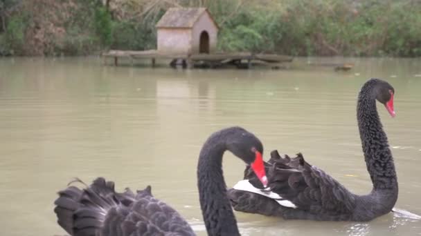 Dois cisnes negros flutuam no lago. Adoro dois cisnes negros. Belo conceito de vida selvagem. close-up, 4k, câmera lenta — Vídeo de Stock