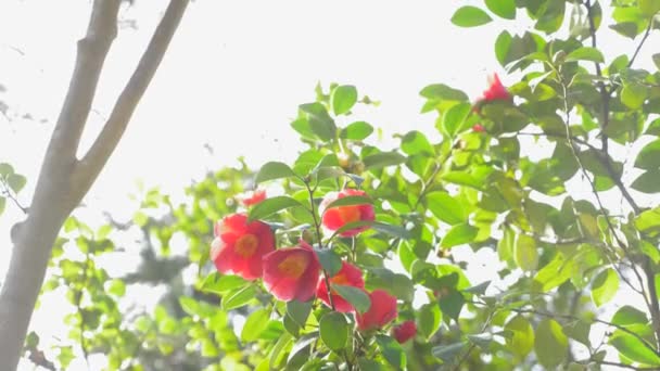 Beautiful Hibiscus rosa-sinensis flower in the wind in the garden. sun glare. 4k, slow motion — Stock Video