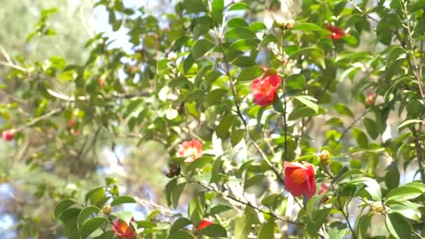 Güzel Hibiscus rosa-sinensis Çiçek Bahçe rüzgarda. Güneş parlamayı. 4k, ağır çekim — Stok video