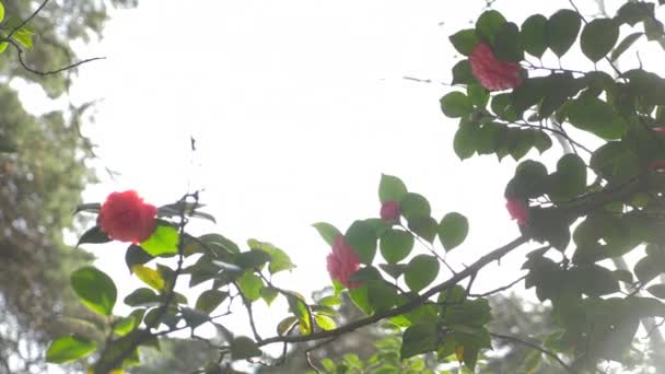 Hermosa flor de magnolia rosa en el viento en el jardín. resplandor solar. 4k, cámara lenta — Vídeo de stock