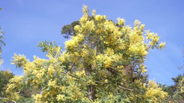 Mimosa lente bloemen Pasen achtergrond. Bloeiende mimosa boom tegen een blauwe hemel. 4k, slow-motion — Stockvideo