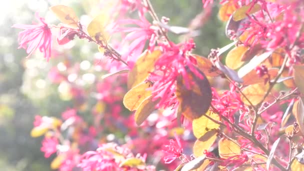 Loranthus Acaciae Red desert flowers. Beautiful flower in the wind in the garden. sun glare. 4k, slow motion — Stock Video