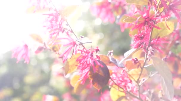 Loranthus Acaciae Fleurs rouges du désert. Belle fleur dans le vent dans le jardin. éblouissement du soleil. 4k, au ralenti — Video