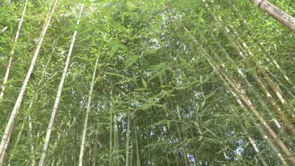 Árboles de bambú en un bosque de bambú. 4k, cámara lenta — Vídeo de stock