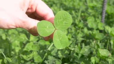 Bir el bir yonca yonca yonca alan arka planı tutar. 4k, ağır çekim
