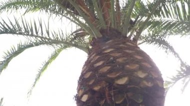 palmiye Caddesi güneşli bir günde, 4k, ağır çekim