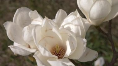 Güzel beyaz Manolya Çiçek Bahçe rüzgarda. Güneş parlamayı. 4k, ağır çekim