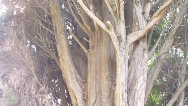 Cerca, 4k, cámara lenta. tronco y ramas de ciprés siempreverde gigante — Vídeo de stock