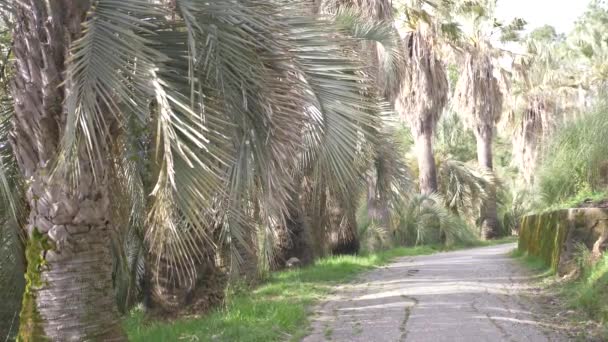 Bulevard de palmier într-o zi însorită, 4k, slow-motion — Videoclip de stoc