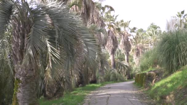 Viale delle palme in una giornata di sole, 4k, rallentatore — Video Stock