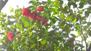 Güzel Hibiscus rosa-sinensis Çiçek Bahçe rüzgarda. Güneş parlamayı. 4k, ağır çekim
