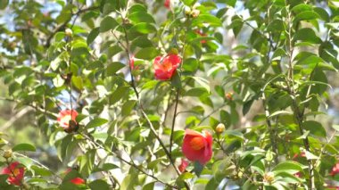 Güzel Hibiscus rosa-sinensis Çiçek Bahçe rüzgarda. Güneş parlamayı. 4k, ağır çekim