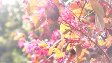 Loranthus Acaciae Kızıl çöl çiçek. Güzel çiçek bahçesinde Rüzgar. Güneş parlamayı. 4k, ağır çekim