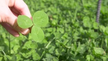 Bir el bir yonca yonca yonca alan arka planı tutar. 4k, ağır çekim