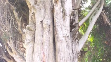 yakın, 4 k, ağır çekim. gövde ve dallar dev herdem yeşil selvi