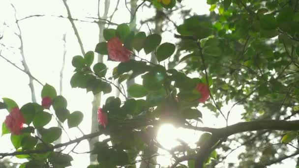 Hermosa flor de magnolia rosa en el viento en el jardín. resplandor solar. 4k, cámara lenta — Vídeo de stock