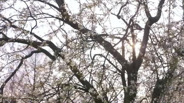 A Cherry Plum tree. flowers and sun glare. 4k, slow motion — Stock Video