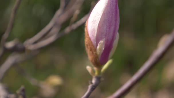 Beautiful pink magnolia flower in the wind in the garden. sun glare. 4k, slow motion — Stock Video