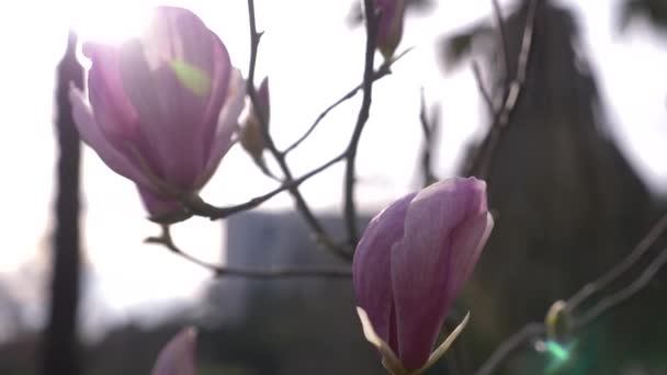 美丽的粉红色玉兰花在风中的花园。太阳眩光。4k. 慢动作 — 图库视频影像