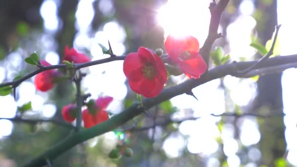 Японские цветы айвы, крупным планом. Солнце светит. 4k, slow motion — стоковое видео