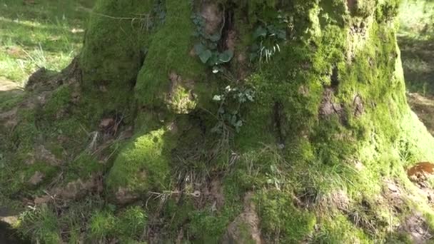 Raíces y tronco de un enorme árbol con una rica textura hermosa, cubierto de musgo verde en un bosque de verano. 4k, cámara lenta — Vídeos de Stock