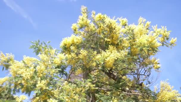Mimosa jarní květiny velikonoční pozadí. Kvetoucí mimosa strom proti modré obloze. 4k, pomalý pohyb — Stock video