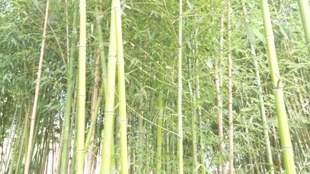 Бамбуковые деревья в бамбуковой роще. 4k, slow motion — стоковое видео
