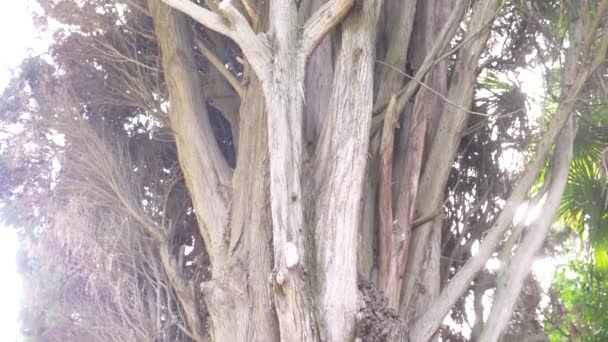 Cerca, 4k, cámara lenta. tronco y ramas de ciprés siempreverde gigante — Vídeos de Stock